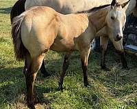 performance-reining
