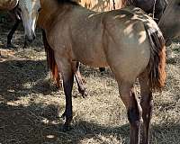 durable-horse
