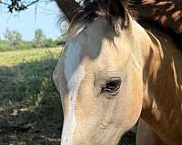 nrha-derby-horse