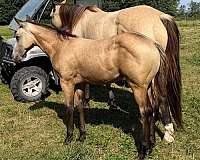 trainability-horse