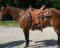 none-horse
