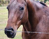 bay-none-horse