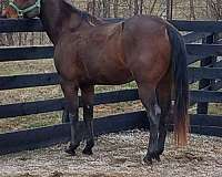 all-around-quarter-horse