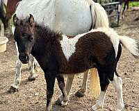bay-white-therapy-horse
