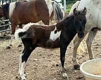 bay-white-amhr-colt
