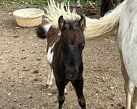 bay-white-amhr-horse