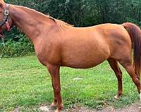 all-around-arabian-horse