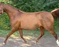 athletic-arabian-horse