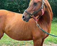 dressage-arabian-horse