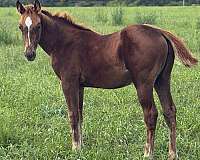 all-around-quarter-horse