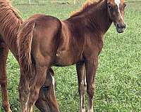 peptos-stylish-oak-horse