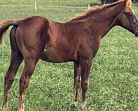 boned-filly