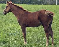 cow-sense-filly