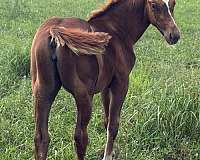 peptos-stylish-oak-filly
