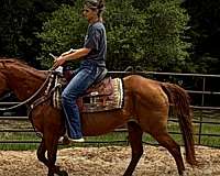 easy-catch-horse-quarter