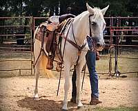 comfortable-horse-paso-fino