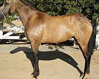 buckskin-perlino-athletic-horse