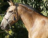 buckskin-perlino-performance-horse