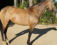 buckskin-perlino-classical-horse
