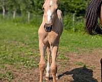palomino-2-back-whites-socks-star-blaze-horse