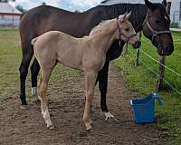 concorde-warmblood-horse