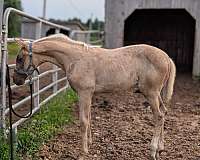 2-back-whites-socks-star-blaze-horse