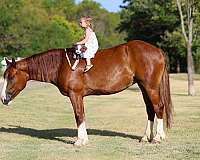athletic-gypsy-vanner-horse
