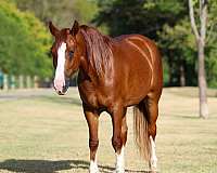 beginner-gypsy-vanner-horse