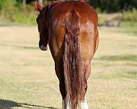 calf-roping-gypsy-vanner-horse