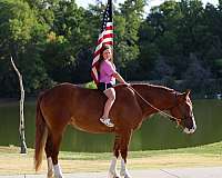 experienced-gypsy-vanner-horse