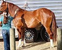 husband-safe-gypsy-vanner-horse