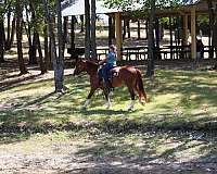kid-safe-gypsy-vanner-horse