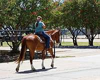 lesson-gypsy-vanner-horse