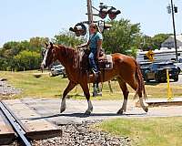 ranch-gypsy-vanner-horse