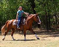 ranch-versatility-gypsy-vanner-horse