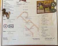 bay-white-blaze-with-blue-eyes-horse