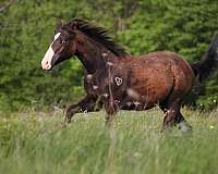 white-blaze-with-blue-eyes