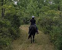 all-around-paint-horse
