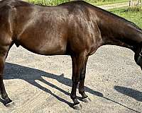 almost-black-paint-horse