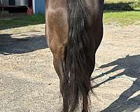 cooperative-paint-horse