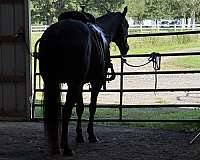 almost-black-gelding