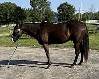 no-white-gelding