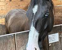 all-paint-horse