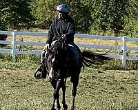 all-around-horse-paint