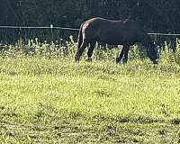 an-all-around-paint-horse