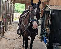 anything-paint-horse