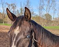 apha-paint-horse