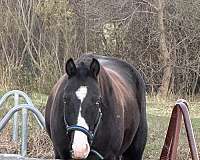 apha-registered-paint-horse