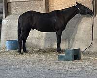 around-paint-horse