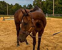 all-around-thoroughbred-horse